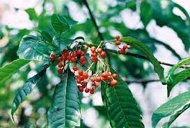 Image result for Rauvolfia vomitoria