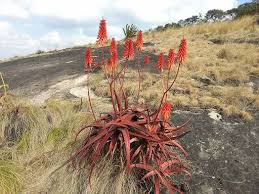 Image result for Aloe komatiensis