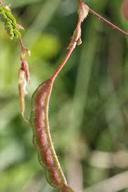 Image result for Aeschynomene cristata
