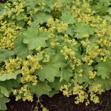 Image result for Alchemilla ellenbeckii