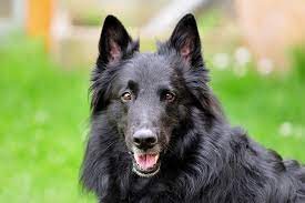 While predominantly considered a single breed, it is bred in four distinct varieties based on coat type and colour; Belgian Sheepdog Dog Breed Information