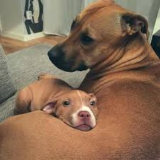 Looks Like Lucy Cute Animals Pitbulls Cute Dogs