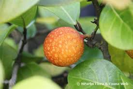 Image result for Baikiaea insignis