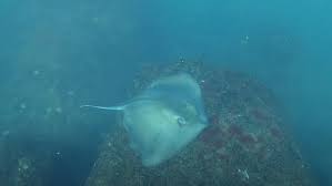 We did not find results for: Pisica De Mare FilmatÄƒ In Marea NeagrÄƒ Ce InseamnÄƒ PrezenÈ›a Speciei Digi24