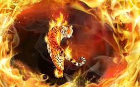 Gambar api photoshop gambar api r gambar api yang keren gambar. Wallpaper Harimau Api Hd Satwa Foresteract Com