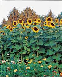 Cultivars that grow to 2 feet meter or less should be planted in a 10 to 12 inch 25 30 cm diameter planter while those that grow 4 feet 1 m or taller require a larger 3 to 5 gallon 11 19 liter or even larger pot. Big And Small Sunflower Varieties Different Sunflower Sizes Hgtv