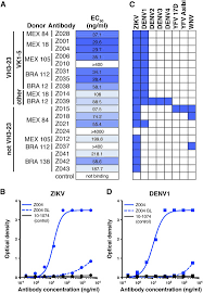 recurrent potent human neutralizing antibodies to zika virus