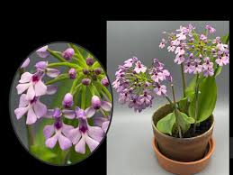 Image result for Cynorkis brevicalcar