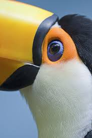 Tropical Black Bird With Large Beak Crossword Clue Pin On Paveikslai