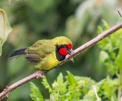 Image result for Dolichos sericeus