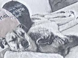Extended and overnight pet sitting accommodations in a trusted pet caregiver's home. Dog Boarding In Germany Insured On Petbacker