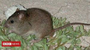 Toldnews Com Bramble Cay Melomys Climate Change Ravaged Rodent Listed As Extin Bramble Cay Changeravaged Climate Extin Listed M Rodents