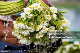 Image result for Ottelia kunenensis