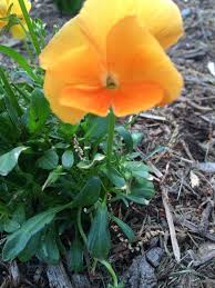 Lewis ginter botanical garden has blooming flowers all year long. Common Spring Flowers In Virginia Garden Tour Richmond Va