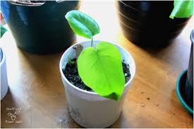 How To Propagate Monstera Deliciosa And Create Your Own Jungle