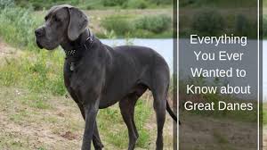 Explore 10 listings for great dane puppies for sale uk at best prices. Great Danes The Gentle Giant Of Dog Breeds