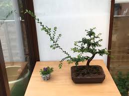 Here are some bonsai caring tips you can follow Branch Thickening A Cheap Little Chinese Elm Bonsai