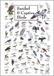 Bird Identification Charts