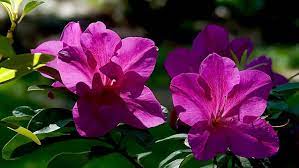 Bloom A Thon Azaleas Brighten Landscape All Summer