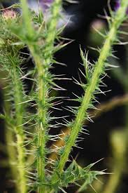 Image result for Carduus leptacanthus
