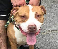 Start searching for your new best friend or adopt at a petco store. 25 Adoptable Dogs From Associated Humane Society Newark Branch New Jersey Ideas Humane Society Adoption Dog Adoption