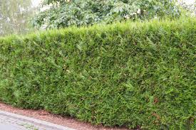 Dies bedeutet, dass nach zwei jahren die sonnenliege herausgeholt werden kann und nach 3 jahren die stehenden aktivitäten im garten getätigt werden können. Sichtschutz Im Garten So Wird Das Grundstuck Zur Privatsphare Ratgeber Diybook At