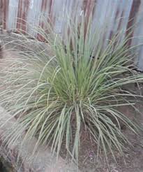 Image result for Cymbopogon caesius