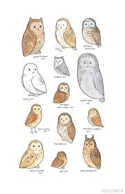 Illustrated Owl Species Chart Whimsical Art Print