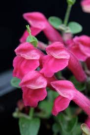 Image result for Scutellaria violascens