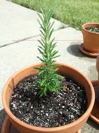 Because rosemary is so easy to propagate from cuttings we suggest placing one cutting in each 8cm pot. How Do I Prune Rosemary