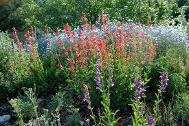 What kind of perennials grow best in utah? Xeric Gardening With Native Plants Wild About Utah