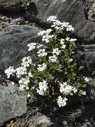 Image result for Arabis alpina