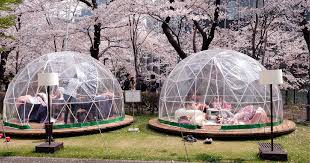 Mar 23, 2011 · a local guide to washington dc's cherry blossom peak bloom forecasts, news, & photos for spring 2021. The Big Business Of Japan S Cherry Blossom Festivals