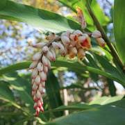 Image result for Aframomum angustifolium