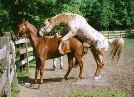 Wild Horses Mating Habits Animals Mom Com