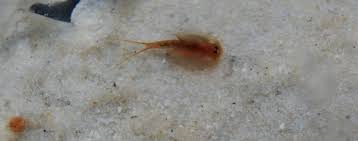 Das sind 4.000 individuelle entwicklungsstadien vom ei, über die raupe und puppe bis. Unsere Erfahrungen Mit Den Kleinen Triops Krebsen Leonneri