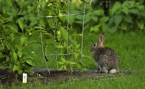Blood meal contains a high percentage of element nitrogen, so take care not to put too much inside your garden. How To Rabbit Proof A Garden