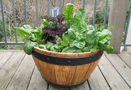 When do you plant a fall garden in texas. Spinach Planting Spinach Growing How To Grow Spinach General Tips