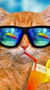 Cool Cat Cat Wallpaper Kitty Wallpaper Cute Wallpapers