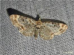 Image result for Eupithecia pulchellata