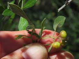 Image result for Searsia pyroides