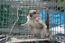 southern flying squirrels land in canada wsj