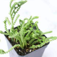 A variegated crassula lycopodioides, also called a crassula muscosa, watch chain, or princess pine. Crassula Watch Chain Crassula Imperialis Succulent Plant With Care Guide Succulents Box