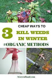 The daisy is extremely common in all types of turf, including lawns, sports pitches, golf courses, playing fields, pastures and roadside banks and verges. 3 Cheap Ways To Kill Weeds In Winter A Green Hand