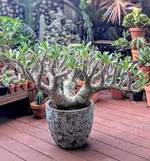 Image result for Pachypodium