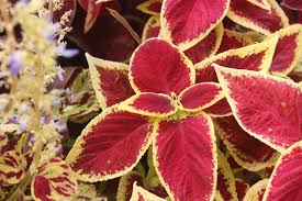 Maybe you would like to learn more about one of these? Your Ultimate Guide To Growing Coleus Suburbansill