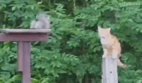 Animated Gifs Funny Animal Photos Funny Animals Crazy Cats