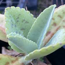 Image result for Kalanchoe gastonis-bonnieri