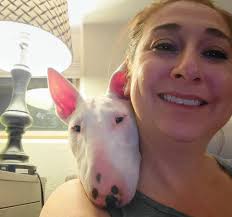 Bull terrier trying to sneak into sun