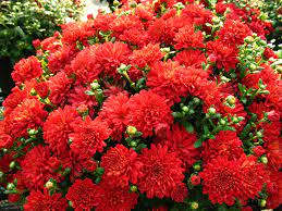 Complete guide to jade plant care (crassula ovata). Mum Hestia Hot Red Hardy Mums Plants Bloom